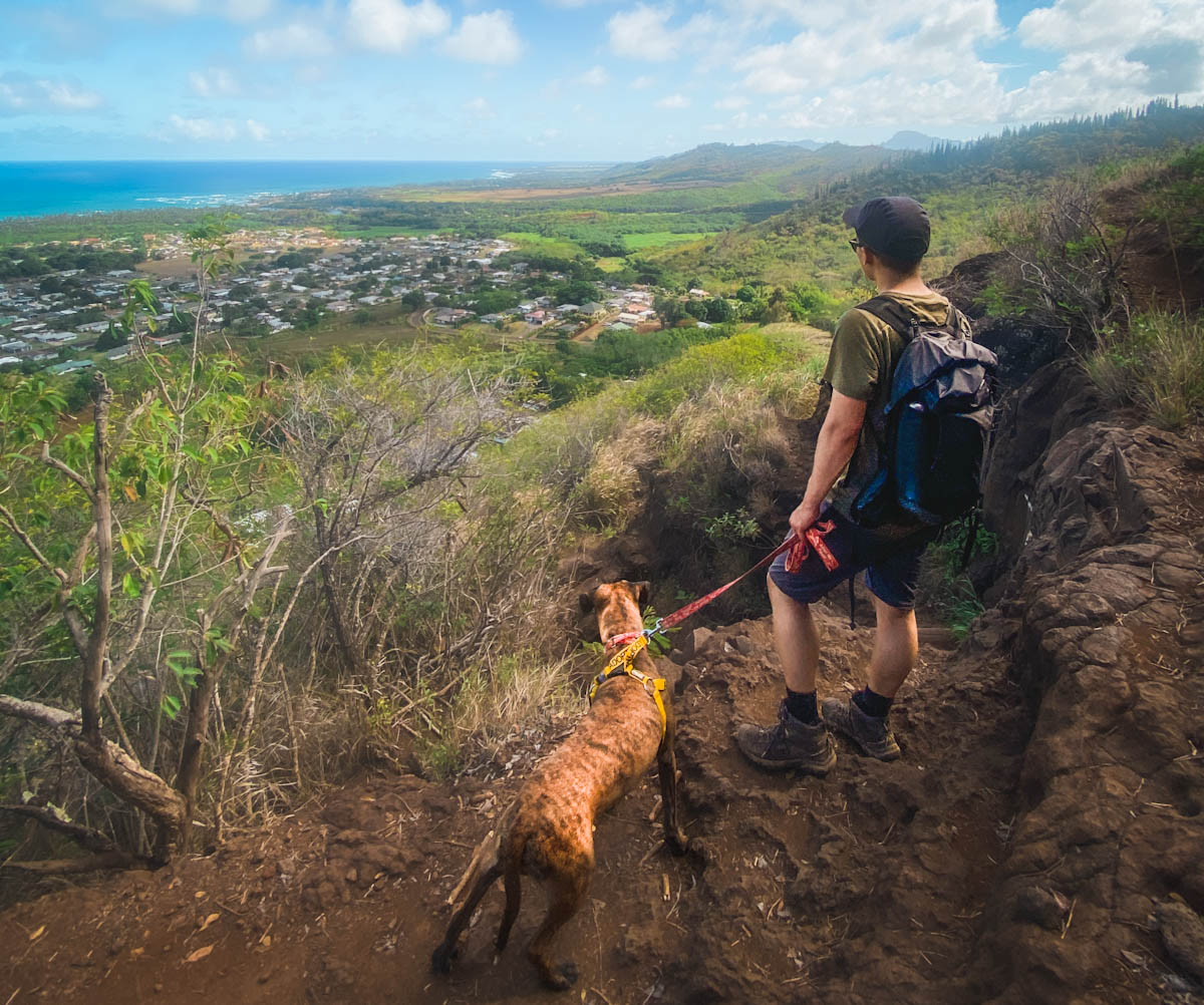 Shelter Dog For A Fieldtrip In Kauai